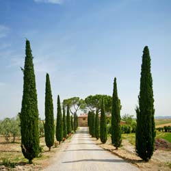 Cupressus sempervirens stricta